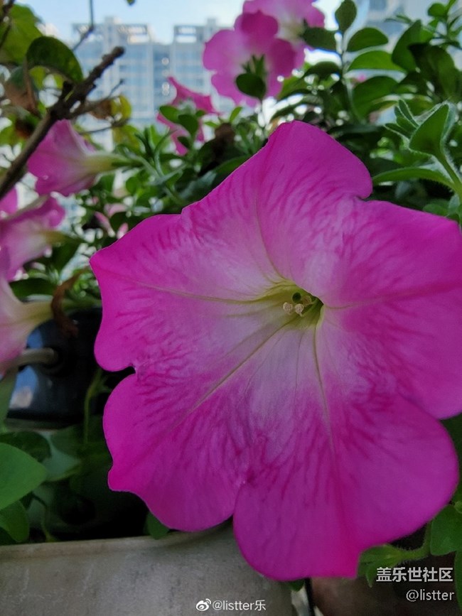 這微距效果怎么樣？