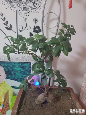 花卉