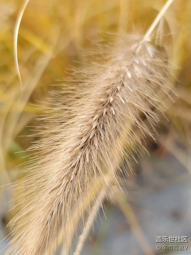 三星Galaxy S21 Ultra的微距拍攝超強(qiáng)