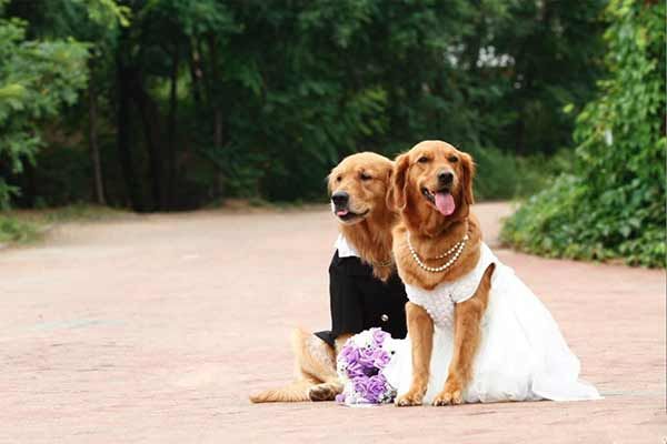 已開獎(jiǎng)【寵物12月第二期】和寵物一起睡到底好不好？