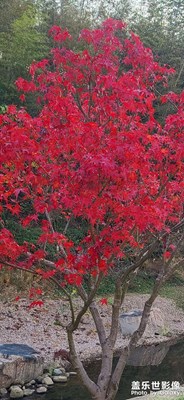 紅葉