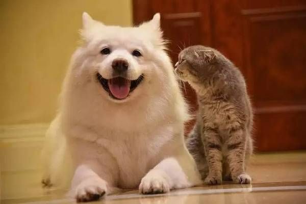 已開獎(jiǎng)【寵物12月第二期】和寵物一起睡到底好不好？