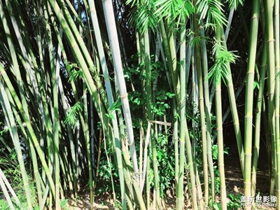 S20隨手拍