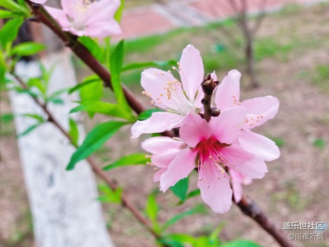 #再回首+桃花盛開的地方