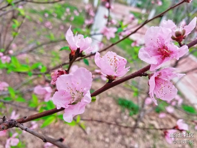 #再回首+桃花盛開的地方