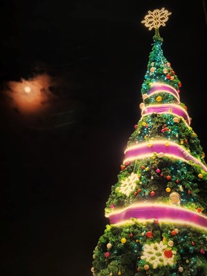 【印象】+月光下的圣诞树