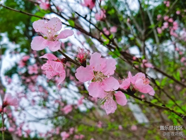 #再回首+桃花盛開的地方