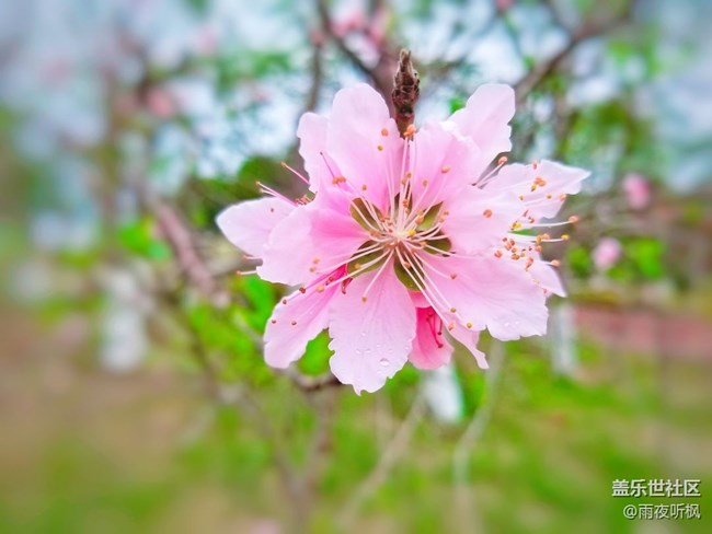 #再回首+桃花盛開的地方