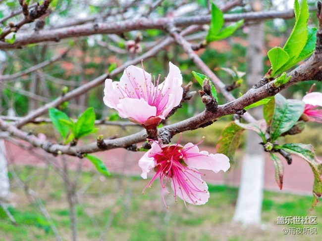 #再回首+桃花盛開的地方