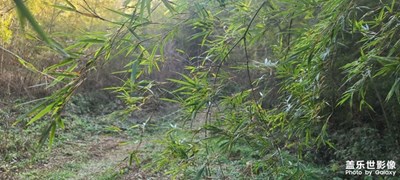 茶色古道
