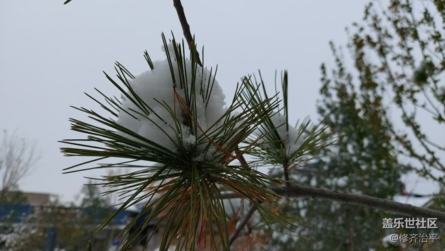 #2021留念——深秋的雪