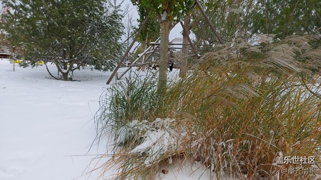 #2021留念——深秋的雪