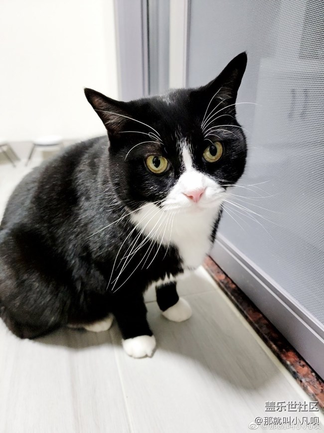 SAMSUNG Galaxy S21 Ultra 5G手機的AI一鍵多拍