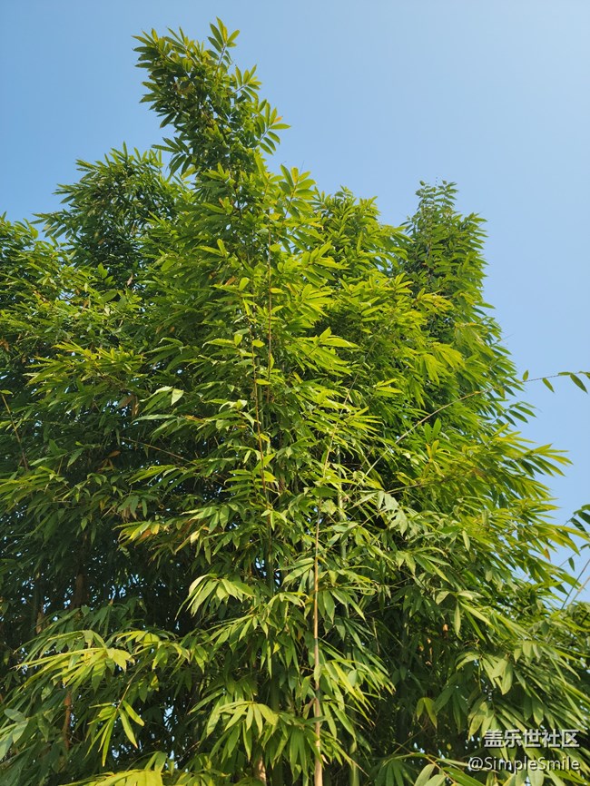 感覺4.0的相機(jī)對焦性能有所提升