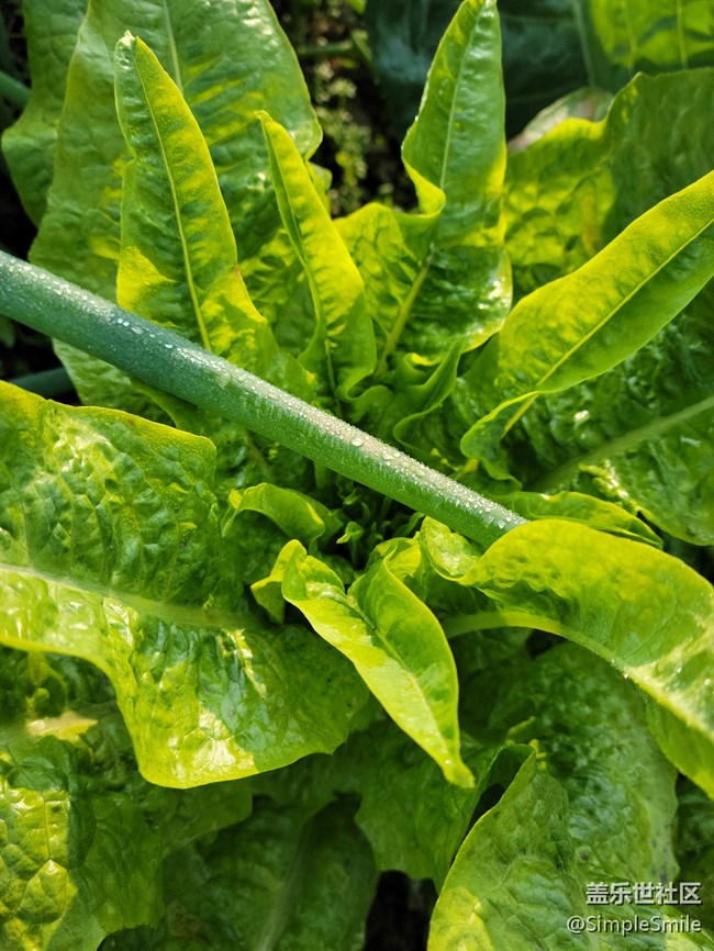 感覺4.0的相機(jī)對焦性能有所提升