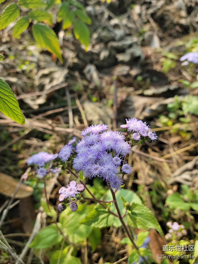 感覺4.0的相機(jī)對焦性能有所提升