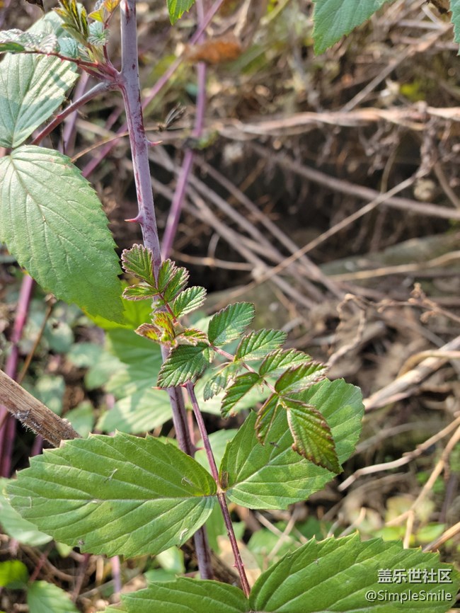 感覺4.0的相機(jī)對焦性能有所提升
