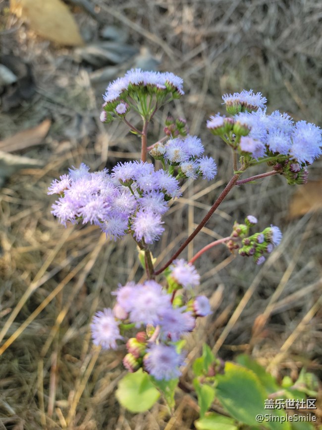 感覺4.0的相機(jī)對焦性能有所提升