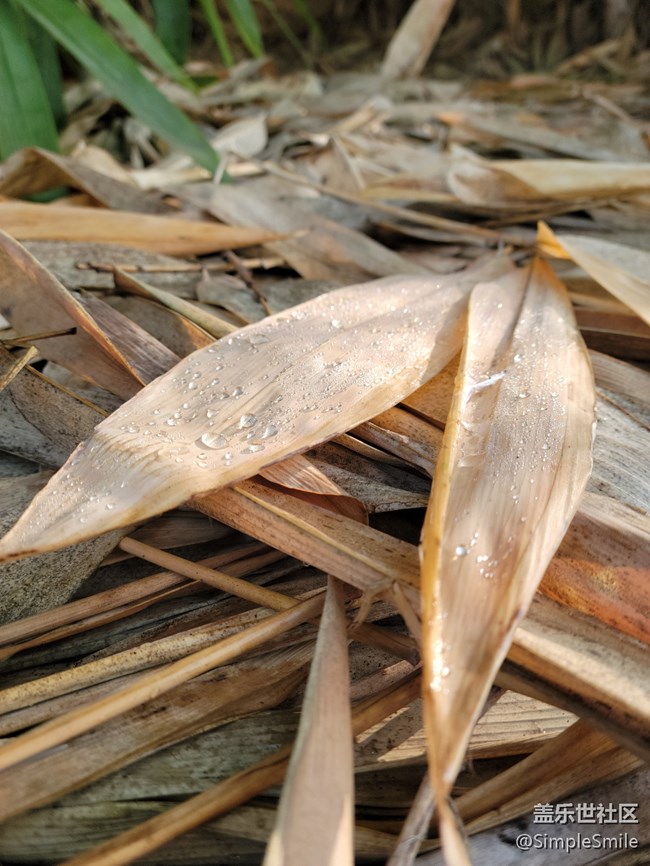 感覺4.0的相機(jī)對焦性能有所提升