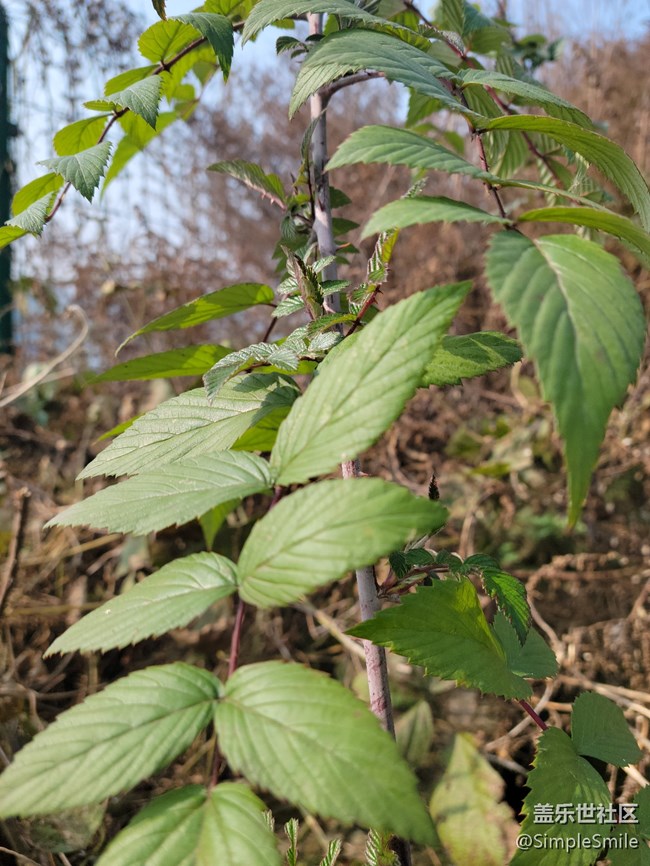 感覺4.0的相機(jī)對焦性能有所提升