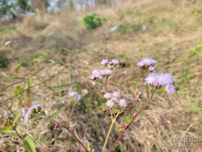 感覺4.0的相機(jī)對焦性能有所提升