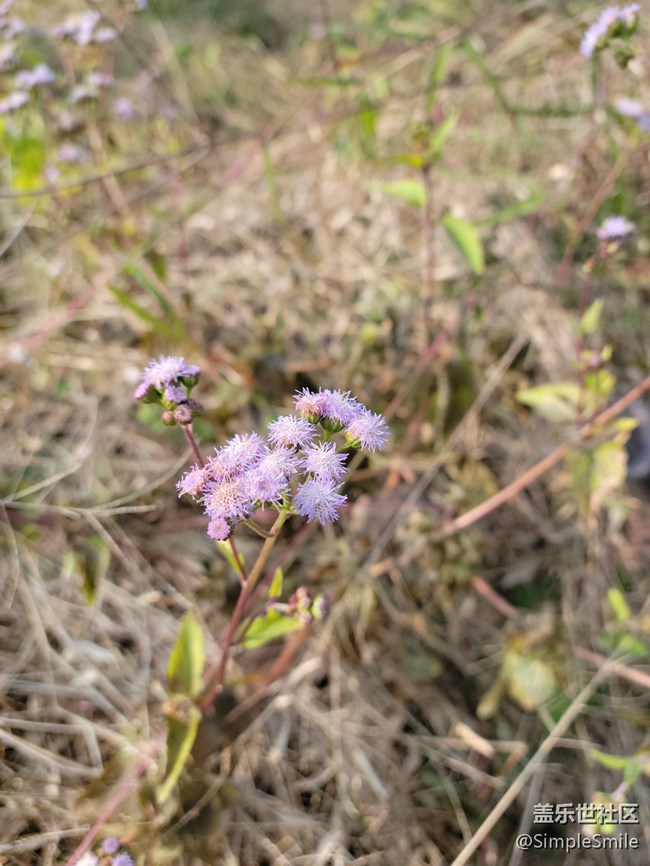 感覺4.0的相機(jī)對焦性能有所提升
