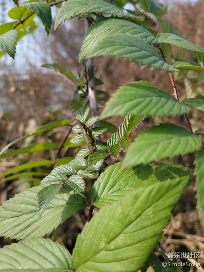 感覺4.0的相機(jī)對焦性能有所提升