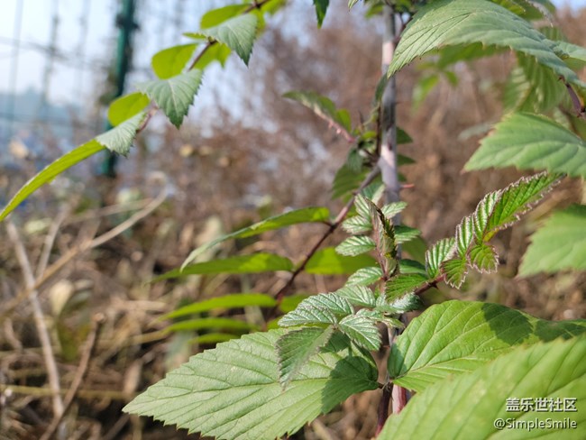 感覺4.0的相機(jī)對焦性能有所提升