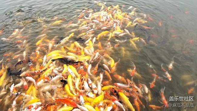 【元旦來這玩】+元旦來公園散步