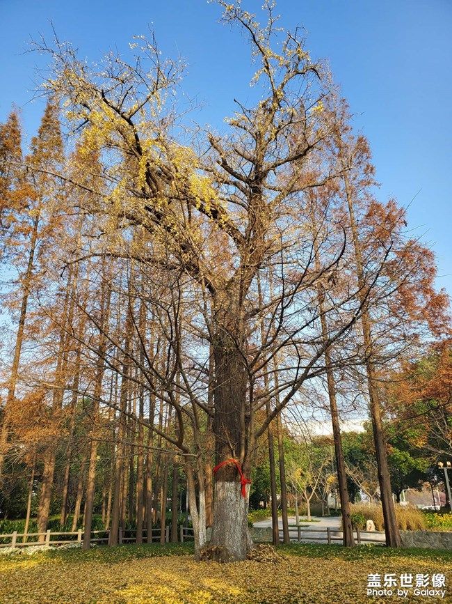 《每周星鮮事》 第93期: 快來分享你的元旦假期吧!