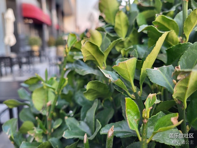 豐富功能加持重裝上陣 三星Galaxy S21 FE 5G評測