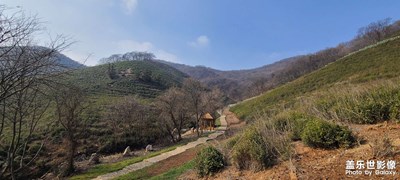 茶山仙境