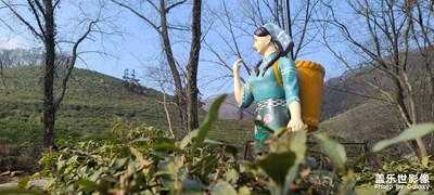 采茶姑娘