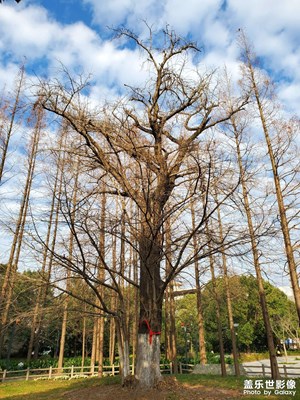 【新年隨拍】+元旦古銀杏公園隨拍