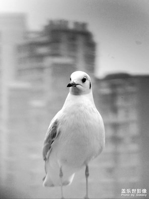 鷗