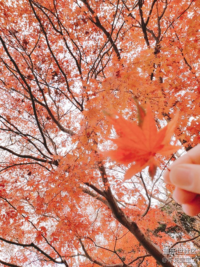 【雙旦季】12月充滿了愛的歡喜