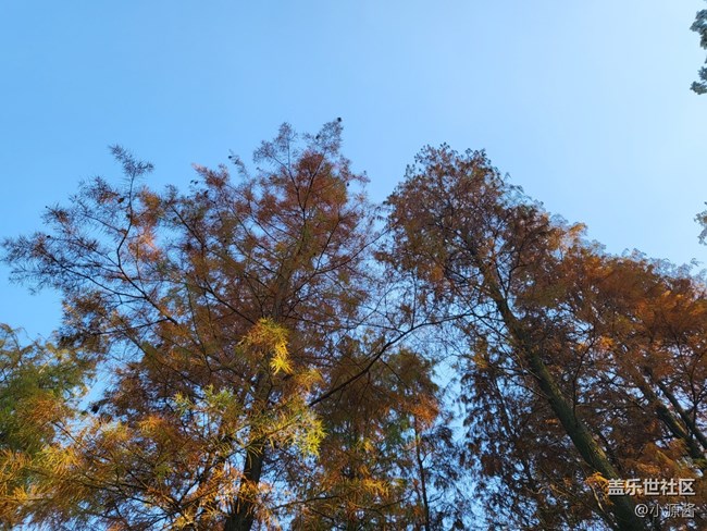 【Galaxy Z系列手機(jī)星粉體驗(yàn)團(tuán)】三星Z Flip3輕體驗(yàn)