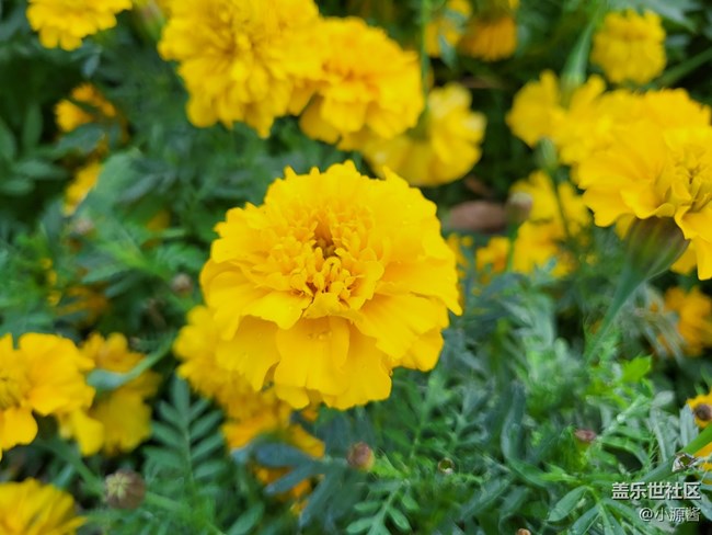 【Galaxy Z系列手機(jī)星粉體驗(yàn)團(tuán)】三星Z Flip3輕體驗(yàn)