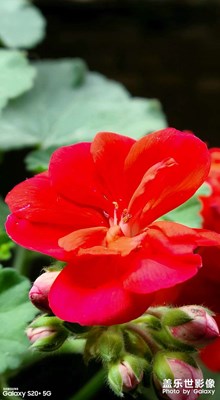 花蕊