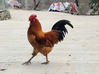 大吉大利