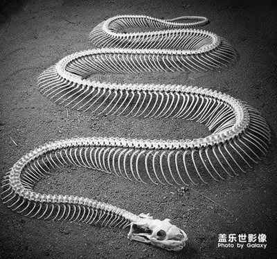 擺拍展覽
