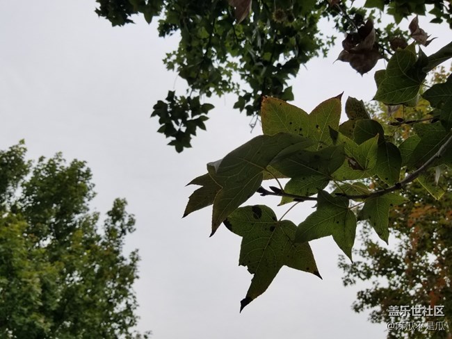 【2022新星愿】+2022年新年新愿望