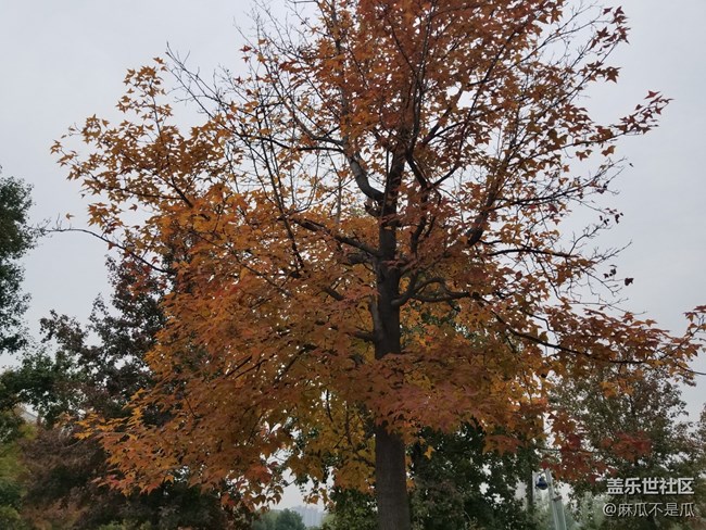 【2022新星愿】+2022年新年新愿望