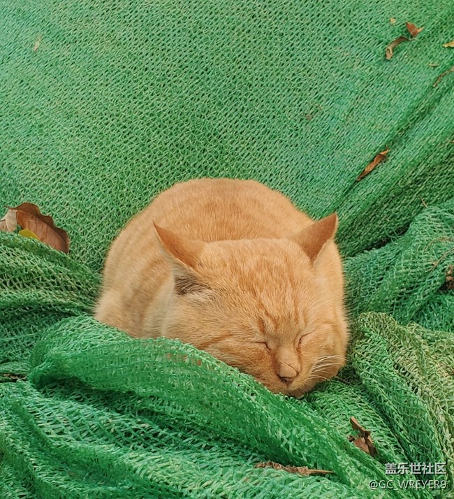 【2022新星愿】+堅持早睡