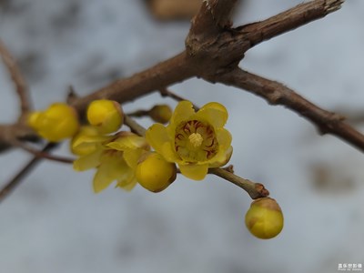 臘梅開