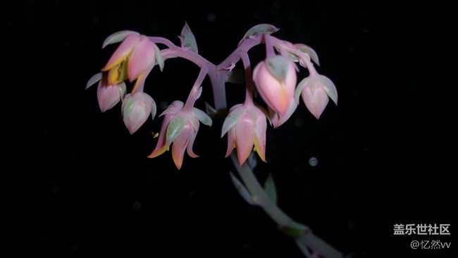 【開年第一帖】+家里的多肉開花了