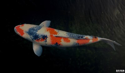 【中國年】年年有魚