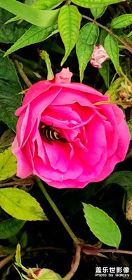 贊月季
