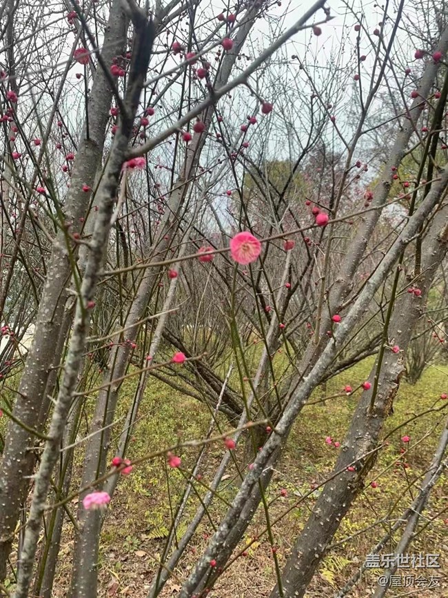 【新年氣氛組】看梅花