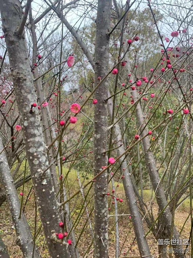【新年氣氛組】看梅花